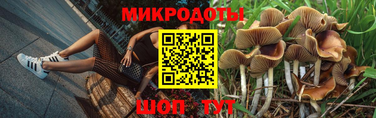 Псилоцибиновые грибы Psilocybe Тулун